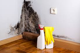 Reliable River Grove, IL Mold Remediation Solutions